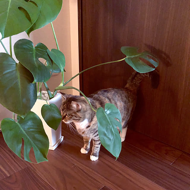 vino0414さんの実例写真