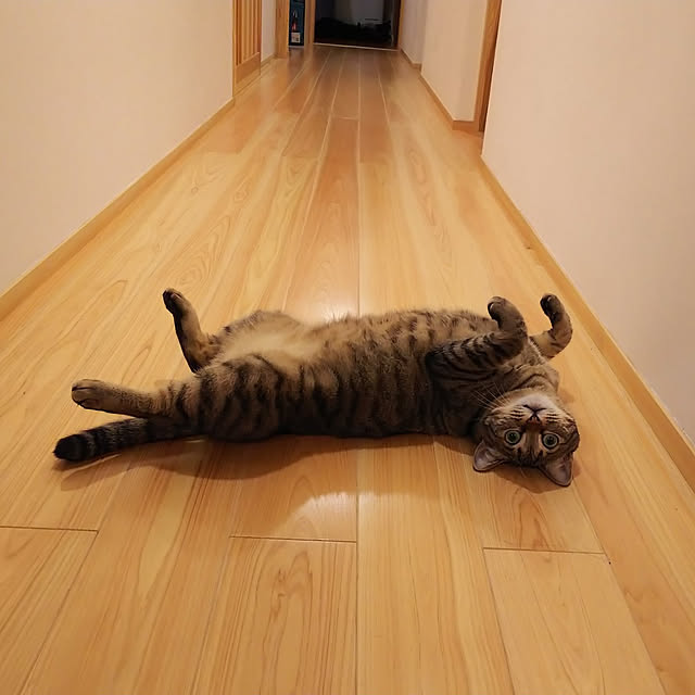youkoasaさんの実例写真