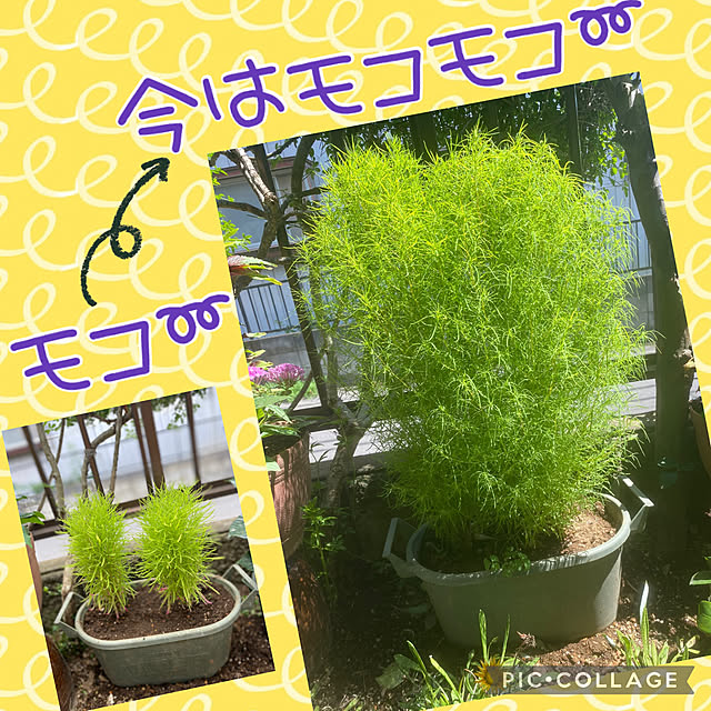 Smilkazuさんの実例写真