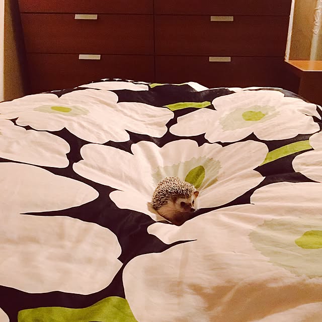 saokoさんの実例写真