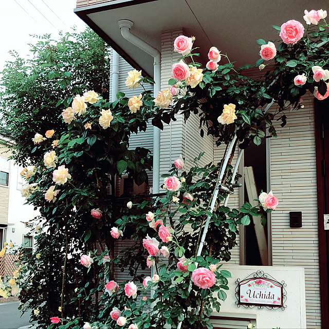 angelrose.yuuさんの実例写真