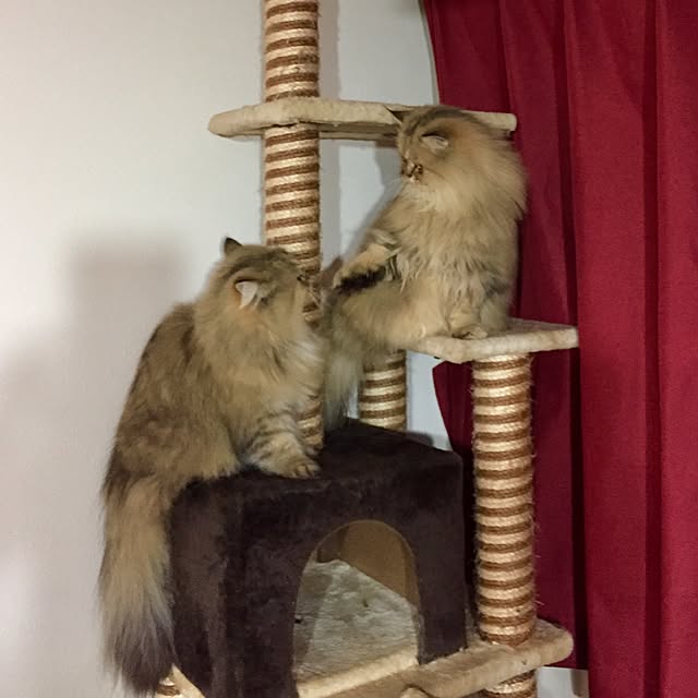 butachanさんの実例写真