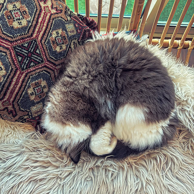 momoさんの実例写真