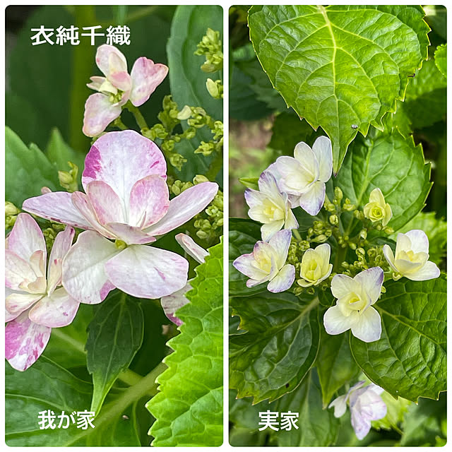 buchiさんの部屋