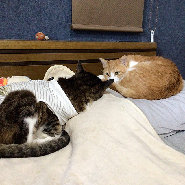 houenさんの部屋