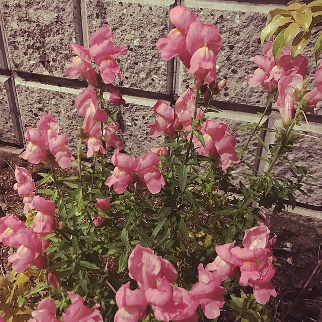 dayfl0wer0803さんの実例写真