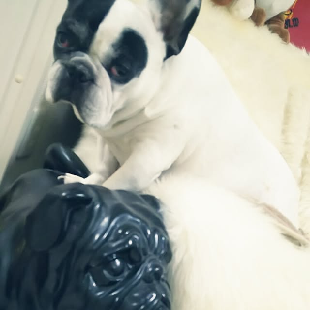 panchobiさんの実例写真