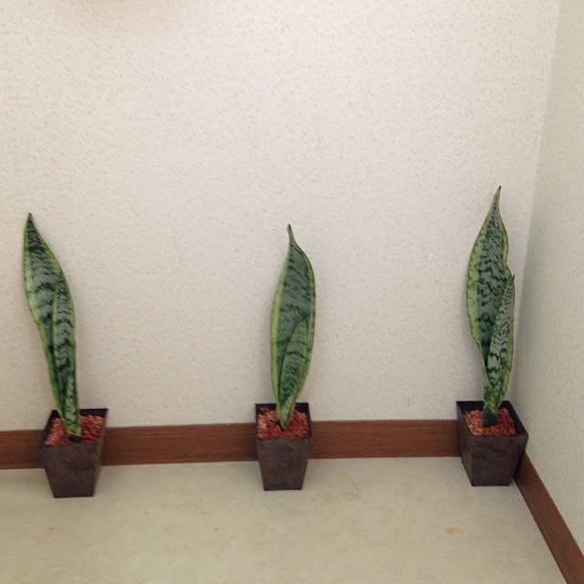 aoさんの実例写真