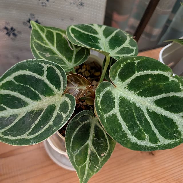 kolo92さんの実例写真