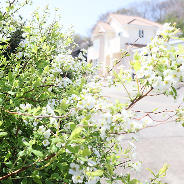 玄関/入り口/おうち時間を楽しむ/ナチュラルガーデンを目指して/お花は癒し/植物のある暮らし...などのインテリア実例 - 2021-04-11 08:27:49