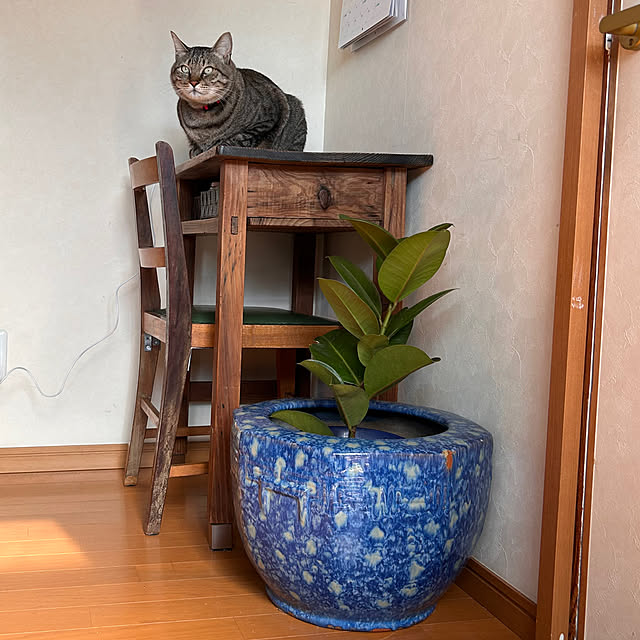mikan161さんの実例写真
