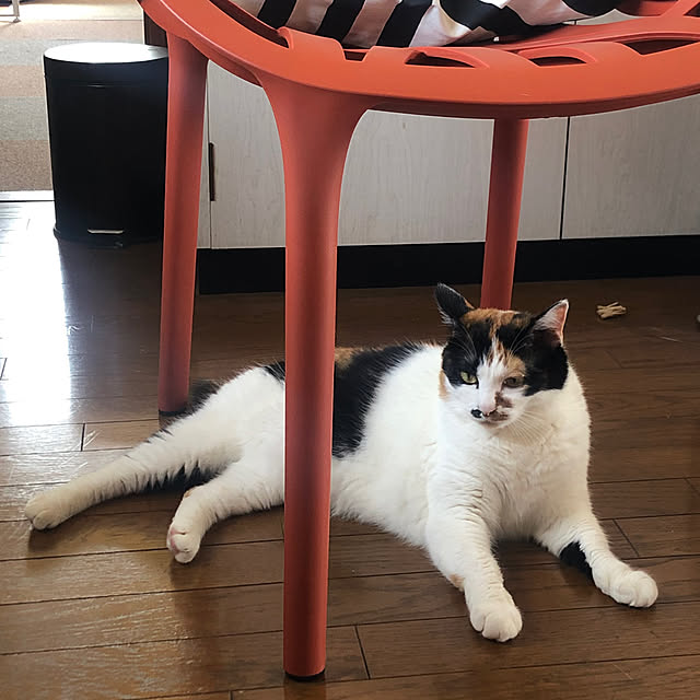 kibidangotabetaiさんの実例写真