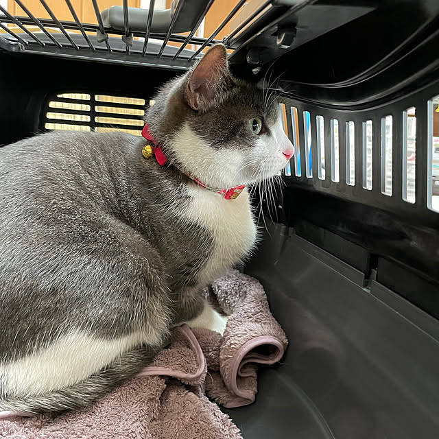 nekosamaさんの部屋