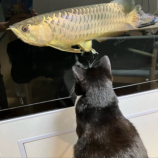nekoさんの実例写真
