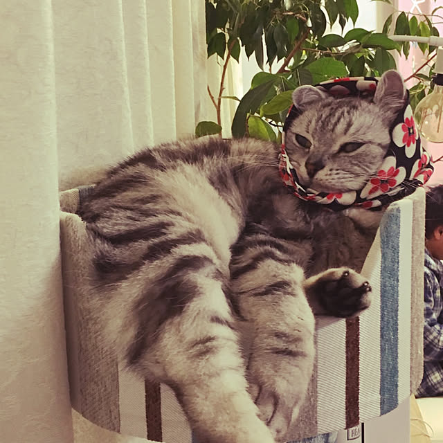 実例写真