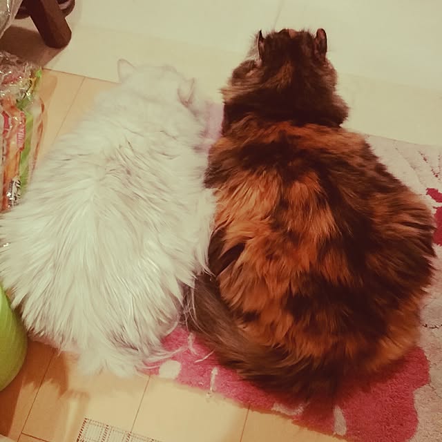 6catsさんの実例写真