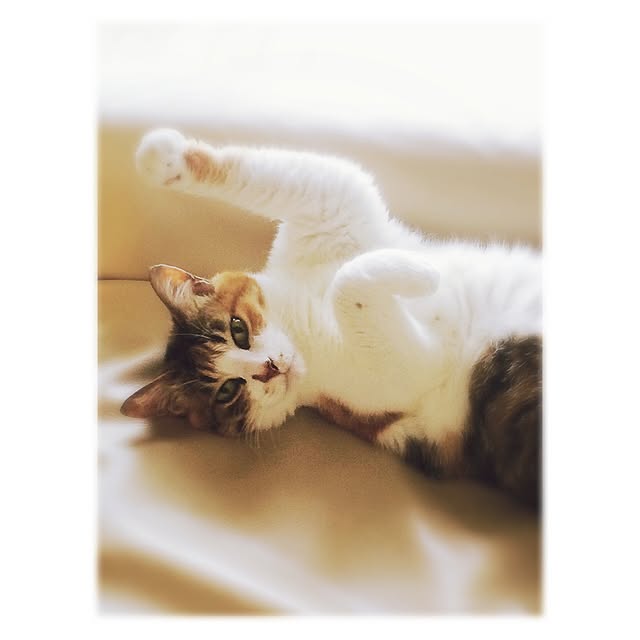 manatomoさんの実例写真