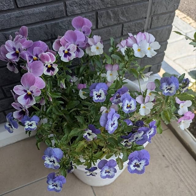 minnieさんの部屋