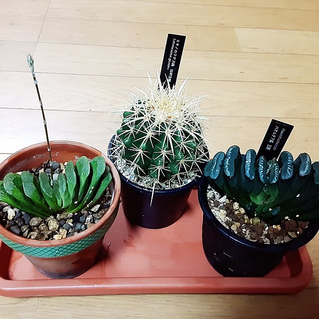 katさんの部屋
