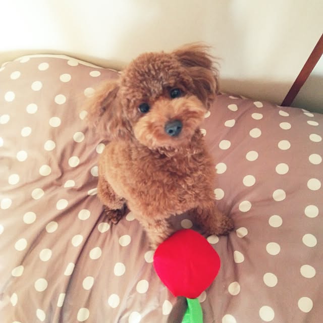 mokochikoさんの実例写真