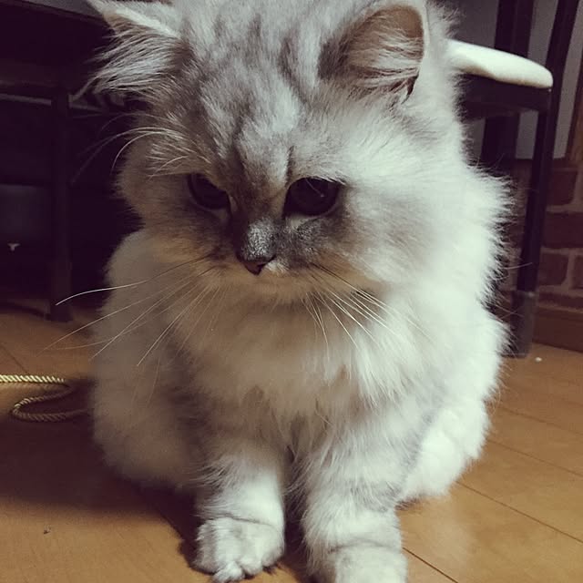 kayokoさんの実例写真