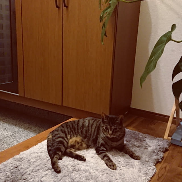 taka-kiさんの実例写真