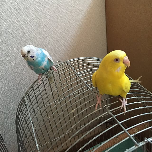 ROBI-FUKUさんの実例写真
