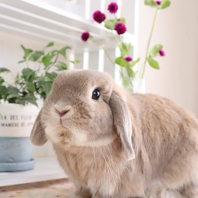棚/うさぎと暮らす/観葉植物のインテリア実例 - 2021-02-06 15:56:23
