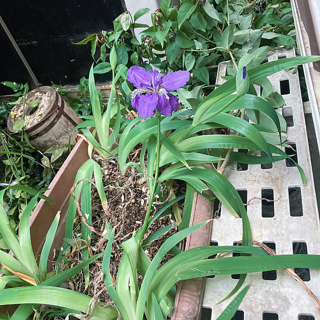 shoさんの部屋