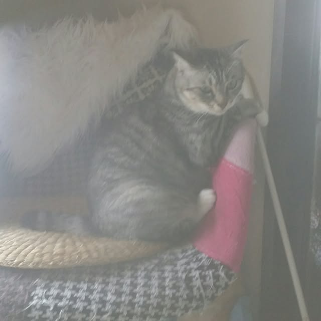annさんの実例写真