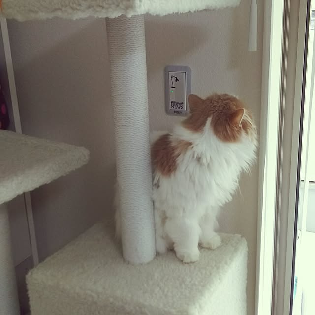 nonkoさんの実例写真