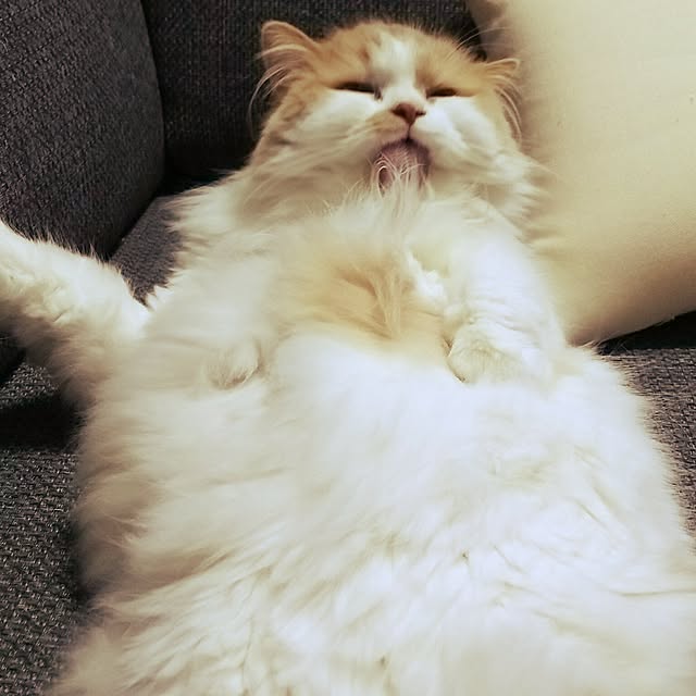 nonkoさんの実例写真