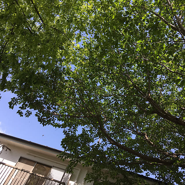 Ns_homeさんの実例写真