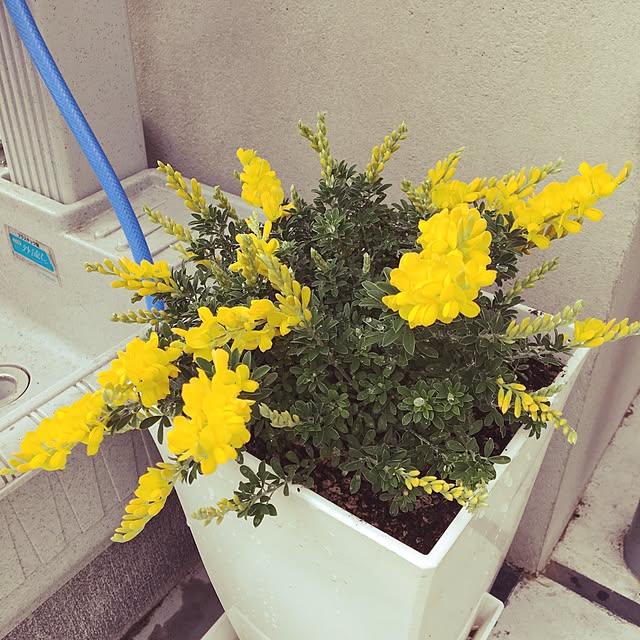 lunamamajunkoさんの実例写真