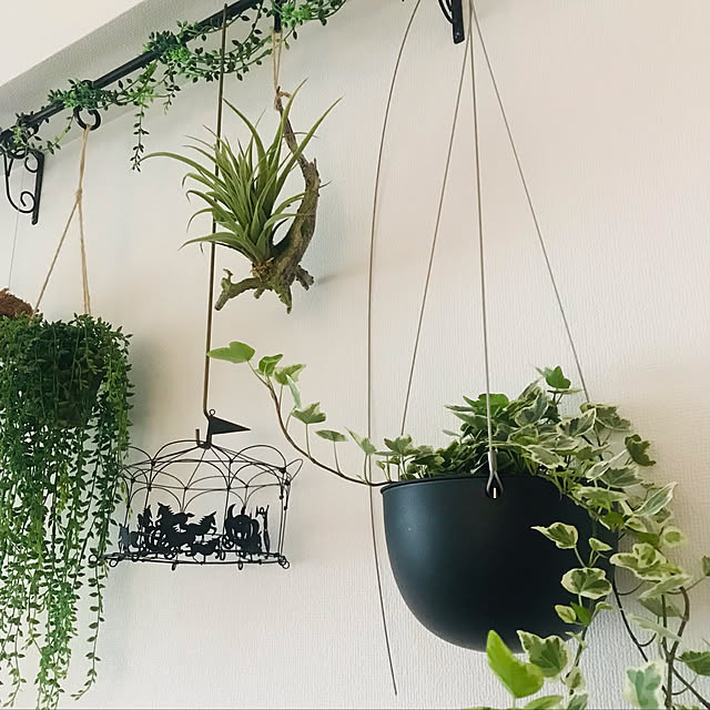 観葉植物/壁/天井のインテリア実例 - 2021-06-04 22:06:09