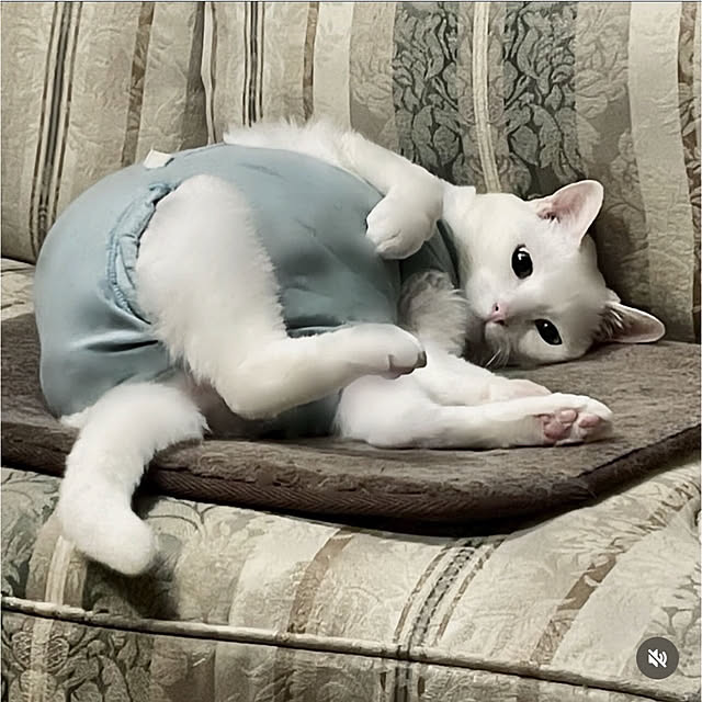 Ohigeさんの部屋