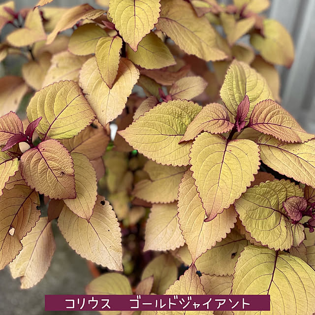 buchiさんの実例写真