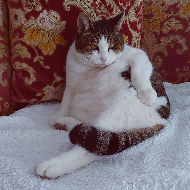 machikomamaさんの実例写真