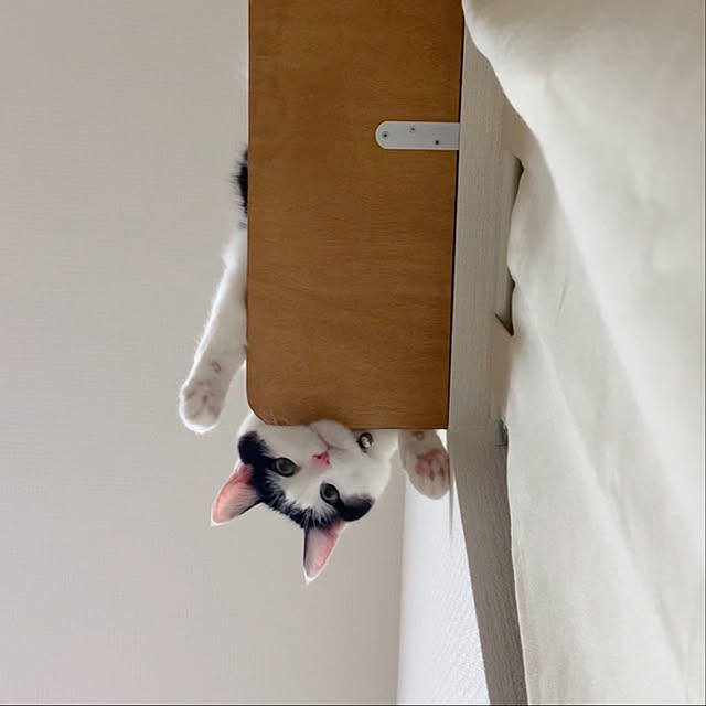 harukaさんの実例写真