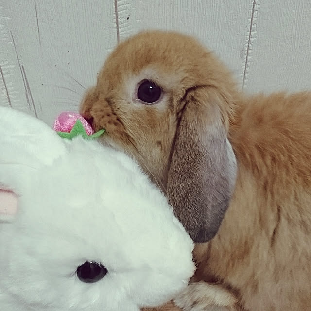 ruruさんの実例写真