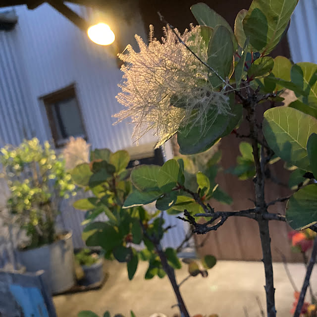 mkk8739hanasakuさんの実例写真