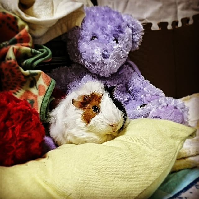 omatsuさんの実例写真