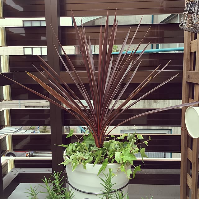 Q_jardinさんの実例写真