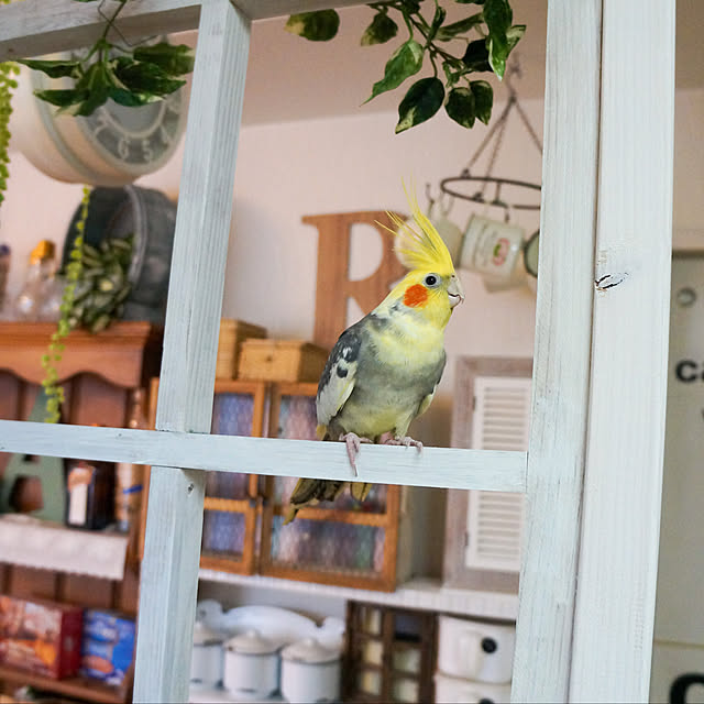 r_6cafeさんの実例写真