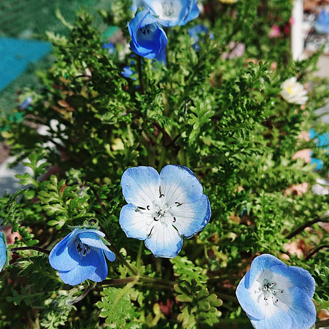 Tama00543459さんの実例写真