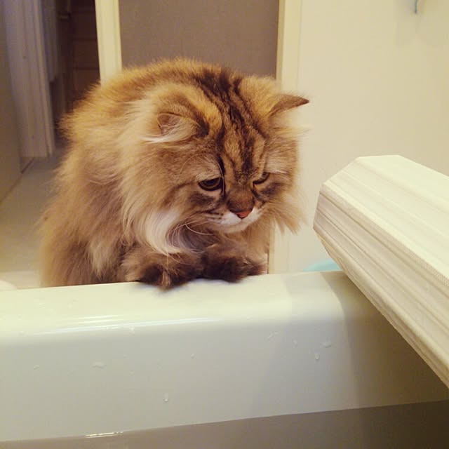 tokoさんの実例写真