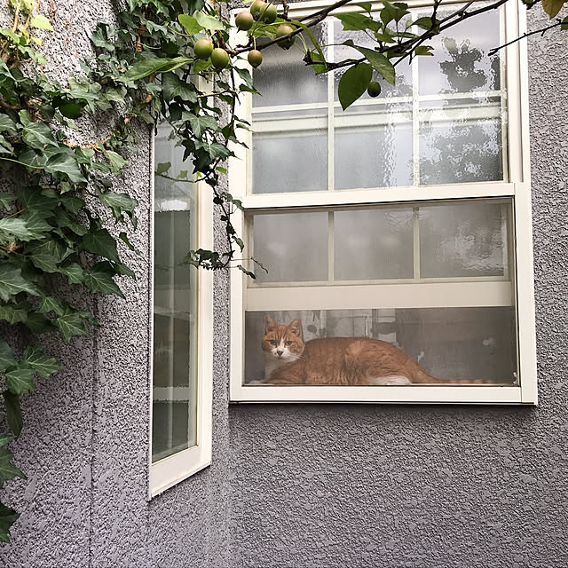 nyanko-beamさんの実例写真