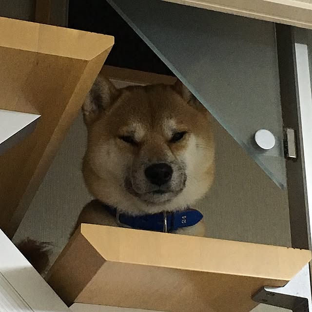 kotaさんの実例写真