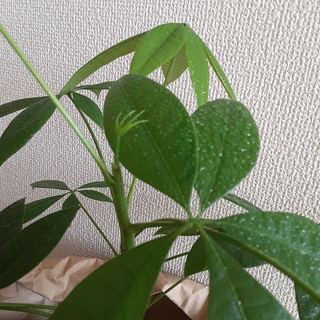 ririeeさんの実例写真