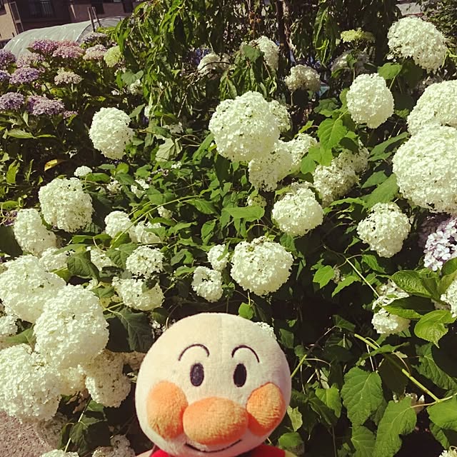 sasukeさんの実例写真